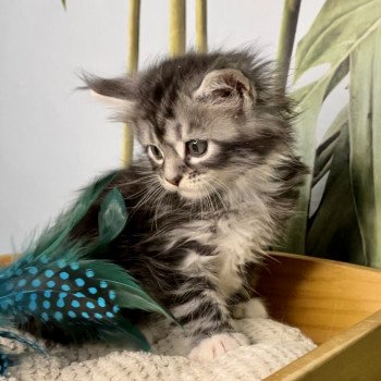 chaton Maine coon black silver mackerel tabby bicolor Upper East Side Chatterie Montezuma Bay's