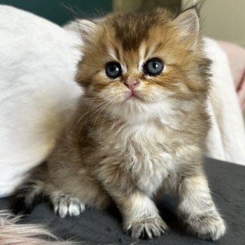 chaton British Longhair chocolate golden shaded Zeus Montezuma Bay's