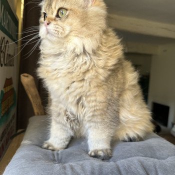 chat British Longhair black golden shaded Watson Montezuma Bay