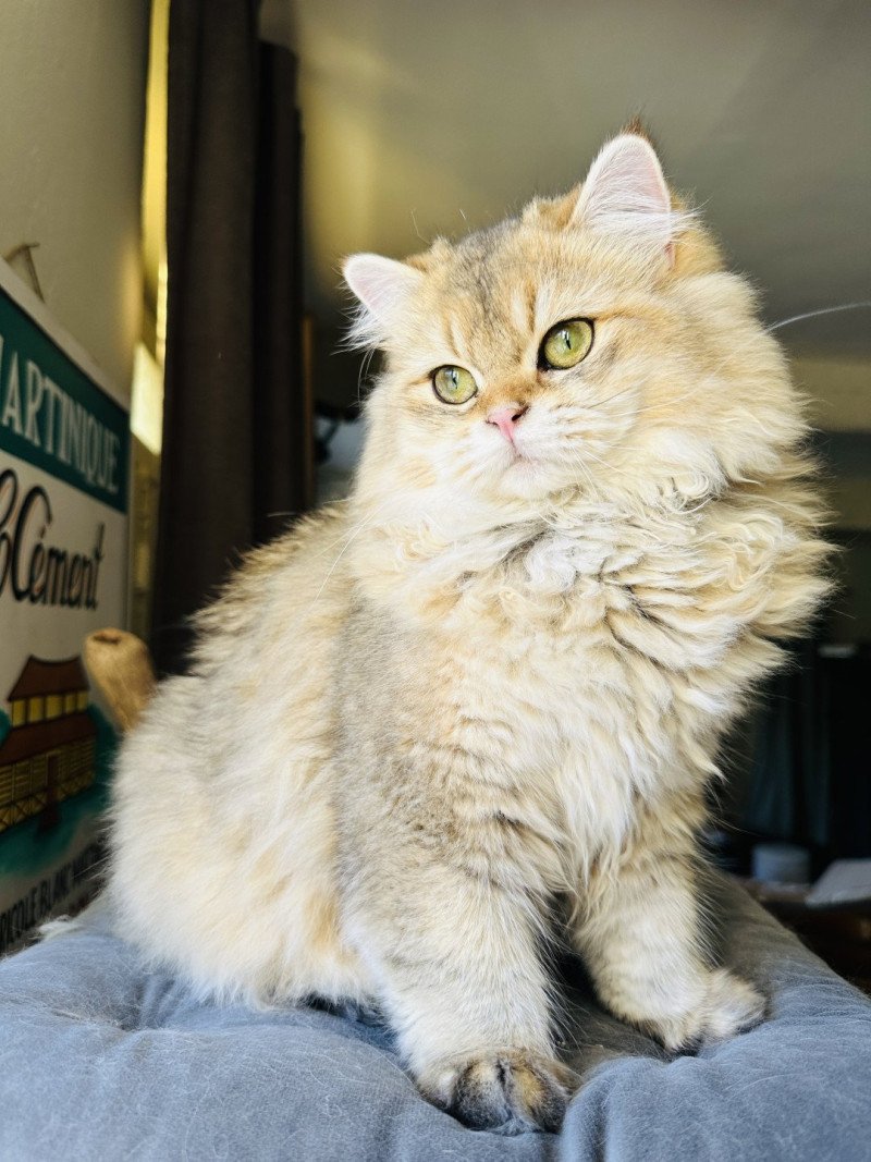 Montezuma Bay's Watson Mâle British Longhair
