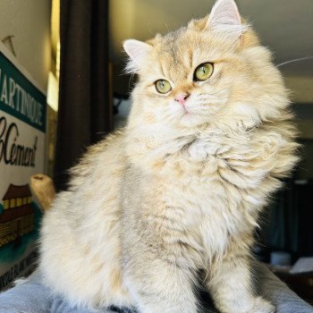 chat British Longhair black golden shaded Watson Montezuma Bay