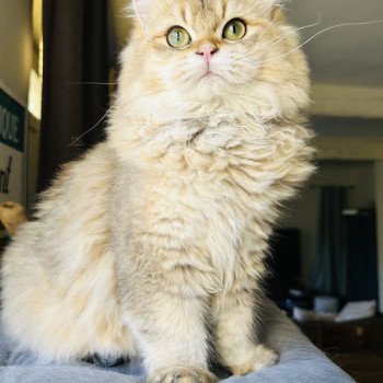 chat British Longhair black golden shaded Watson Montezuma Bay