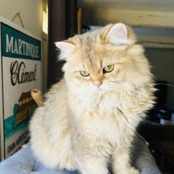 chat British Longhair black golden shaded Watson Montezuma Bay