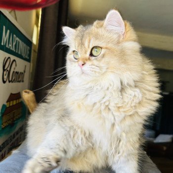chat British Longhair black golden shaded Watson Montezuma Bay