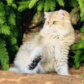 chat British Longhair black golden shaded Watson Chatterie Montezuma Bay
