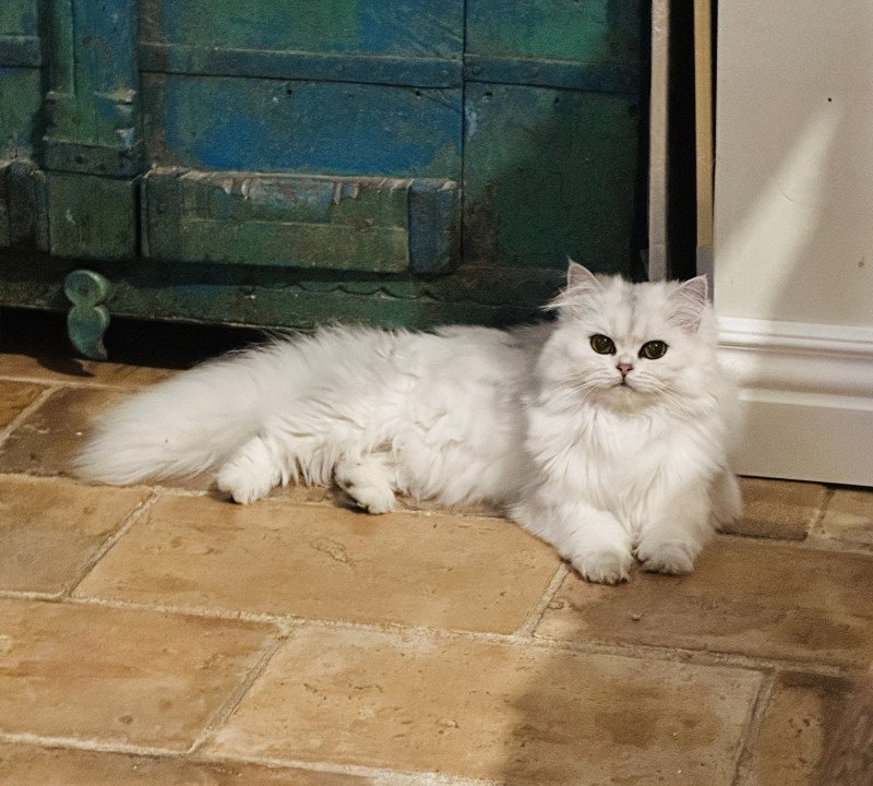 Montezuma Bay's Viper Femelle British Longhair Montezuma Bay's Viper Femelle British Longhair