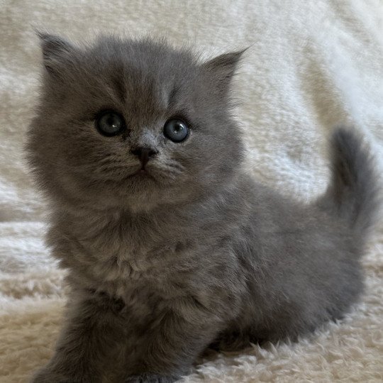 Montezuma Bay's Apollon Mâle British Longhair