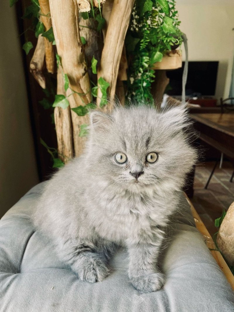 Montezuma Bay's Apollon Mâle British Longhair