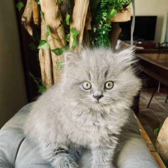 Montezuma Bay's Apollon Mâle British Longhair
