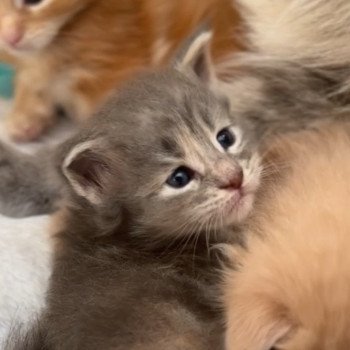 chaton Maine coon polydactyle Montezuma Bay chaton Maine coon polydactyle Montezuma Bay