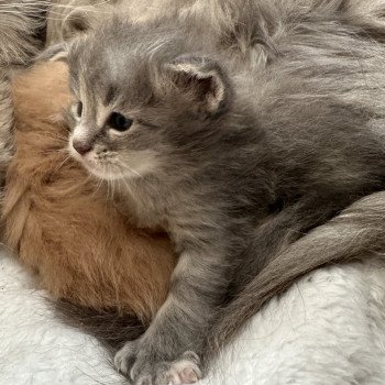 chaton Maine coon polydactyle Montezuma Bay chaton Maine coon polydactyle Montezuma Bay