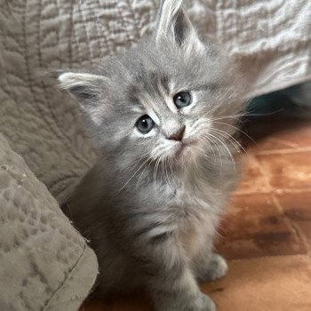 chaton Maine coon polydactyle A… Montezuma Bay chaton Maine coon polydactyle A… Montezuma Bay