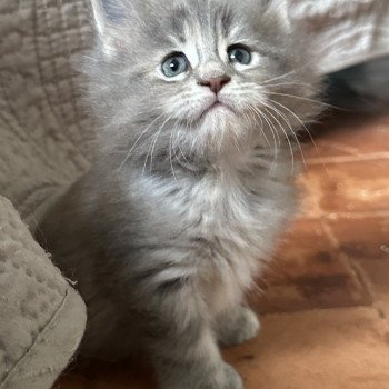 chaton Maine coon polydactyle A… Montezuma Bay chaton Maine coon polydactyle A… Montezuma Bay