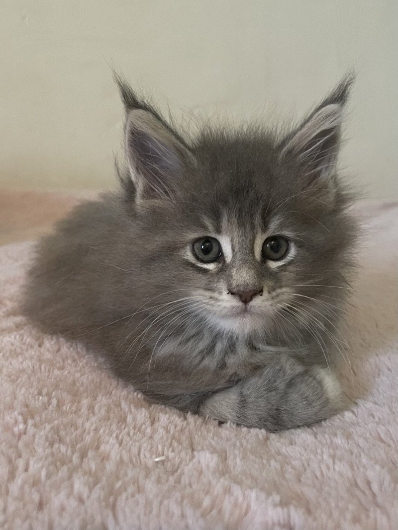 Montezuma Bay's A… Femelle Maine coon polydactyle Montezuma Bay's A… Femelle Maine coon polydactyle