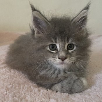 chaton Maine coon polydactyle A… Montezuma Bay chaton Maine coon polydactyle A… Montezuma Bay