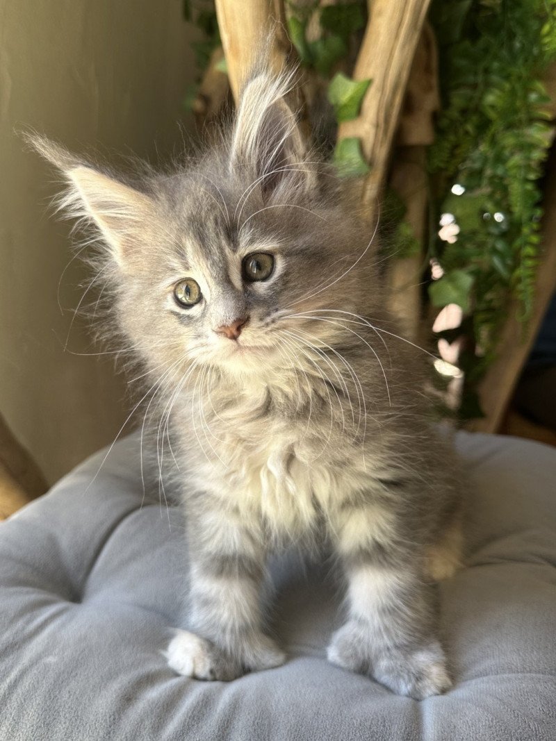 Montezuma Bay's A… Femelle Maine coon polydactyle Montezuma Bay's A… Femelle Maine coon polydactyle