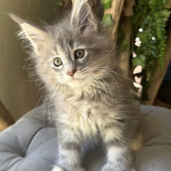 chaton Maine coon polydactyle A… Montezuma Bay chaton Maine coon polydactyle A… Montezuma Bay