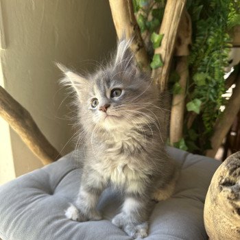 chaton Maine coon polydactyle A… Montezuma Bay chaton Maine coon polydactyle A… Montezuma Bay