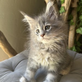 chaton Maine coon polydactyle A… Montezuma Bay chaton Maine coon polydactyle A… Montezuma Bay