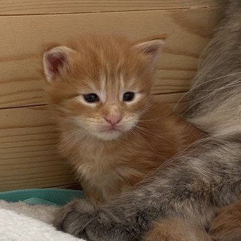 chaton Maine coon polydactyle Montezuma Bay chaton Maine coon polydactyle Montezuma Bay