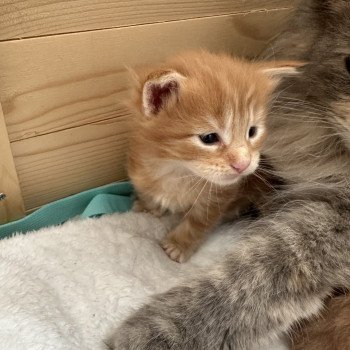chaton Maine coon polydactyle Montezuma Bay chaton Maine coon polydactyle Montezuma Bay