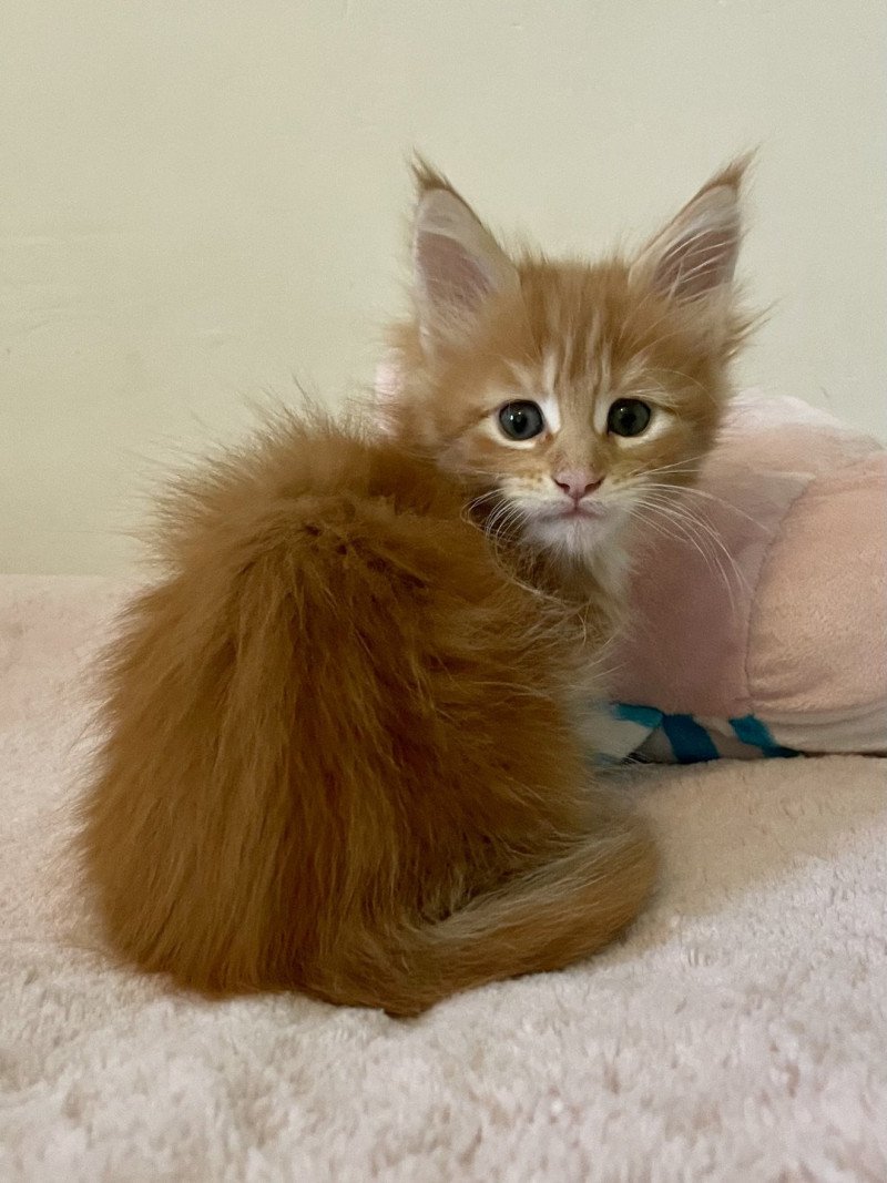 Montezuma Bay's A… Femelle Maine coon polydactyle Montezuma Bay's A… Femelle Maine coon polydactyle