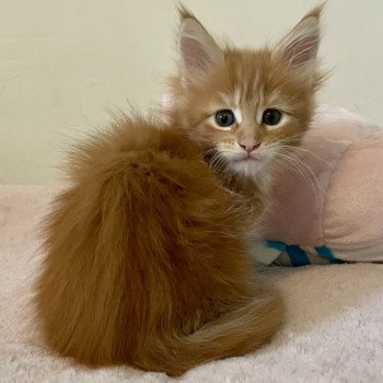 chaton Maine coon polydactyle A… Montezuma Bay chaton Maine coon polydactyle A… Montezuma Bay