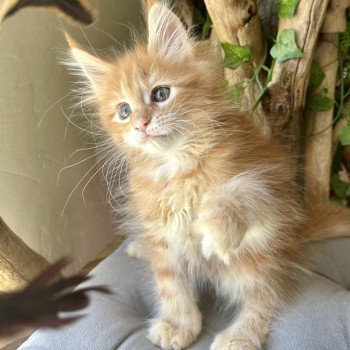 chaton Maine coon polydactyle A… Montezuma Bay chaton Maine coon polydactyle A… Montezuma Bay