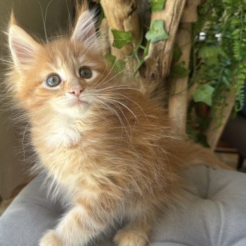 chaton Maine coon polydactyle A… Montezuma Bay chaton Maine coon polydactyle A… Montezuma Bay