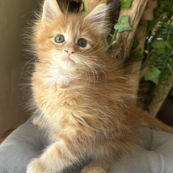 chaton Maine coon polydactyle A… Montezuma Bay chaton Maine coon polydactyle A… Montezuma Bay