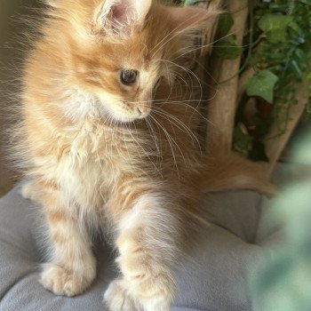 chaton Maine coon polydactyle A… Montezuma Bay chaton Maine coon polydactyle A… Montezuma Bay