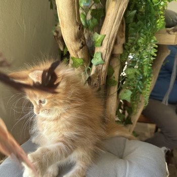 chaton Maine coon polydactyle A… Montezuma Bay chaton Maine coon polydactyle A… Montezuma Bay