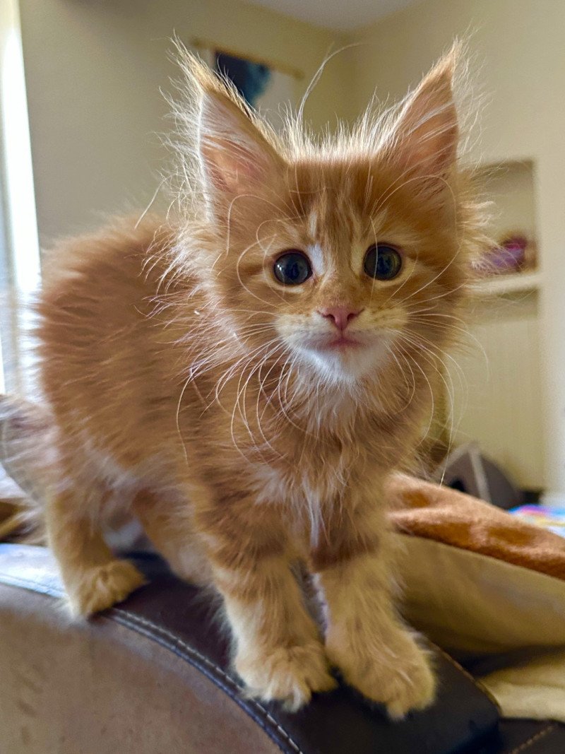 Montezuma Bay's Arielle Femelle Maine coon polydactyle