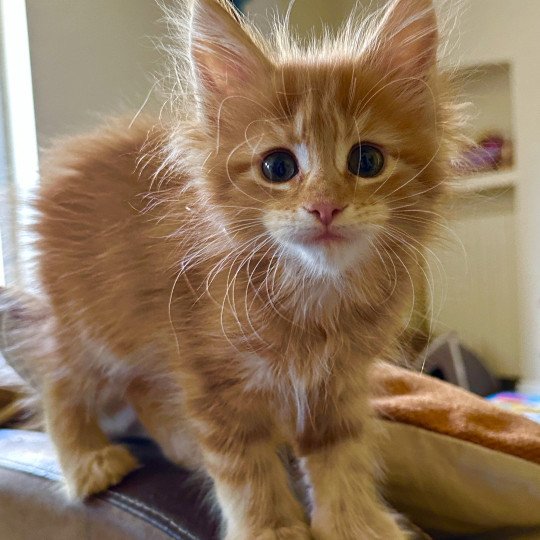 Montezuma Bay's Arielle Femelle Maine coon polydactyle