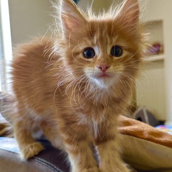 chaton Maine coon polydactyle Arielle Montezuma Bay chaton Maine coon polydactyle Arielle Montezuma Bay