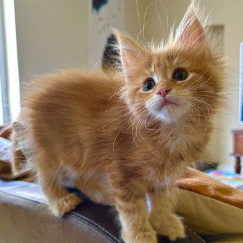 chaton Maine coon polydactyle Arielle Montezuma Bay chaton Maine coon polydactyle Arielle Montezuma Bay