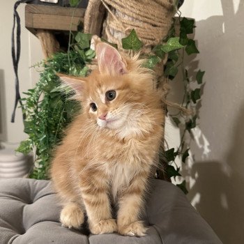 chaton Maine coon Ariel Montezuma Bay chaton Maine coon Ariel Montezuma Bay