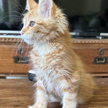 chaton Maine coon Ariel Chatterie Montezuma Bay chaton Maine coon Ariel Chatterie Montezuma Bay
