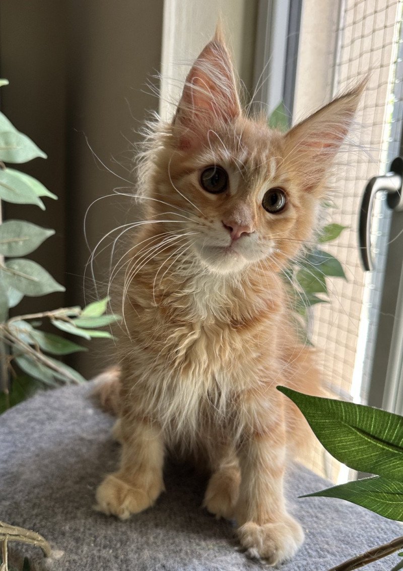 Montezuma Bay's Ariel Femelle Maine coon