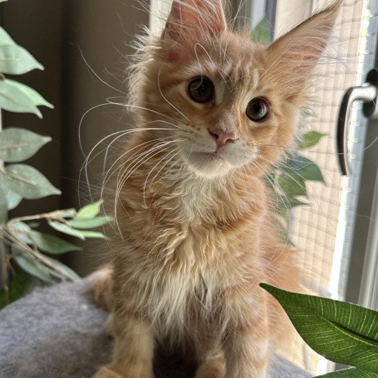 Montezuma Bay's Ariel Femelle Maine coon