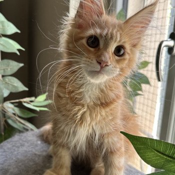 chaton Maine coon Ariel Chatterie Montezuma Bay chaton Maine coon Ariel Chatterie Montezuma Bay