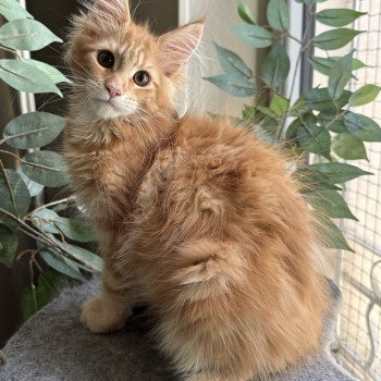 chaton Maine coon Ariel Chatterie Montezuma Bay chaton Maine coon Ariel Chatterie Montezuma Bay