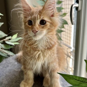 chaton Maine coon Ariel Chatterie Montezuma Bay chaton Maine coon Ariel Chatterie Montezuma Bay