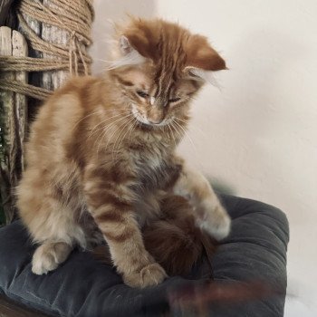 chaton Maine coon Ariel Chatterie Montezuma Bay chaton Maine coon Ariel Chatterie Montezuma Bay