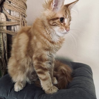 chaton Maine coon Ariel Chatterie Montezuma Bay chaton Maine coon Ariel Chatterie Montezuma Bay