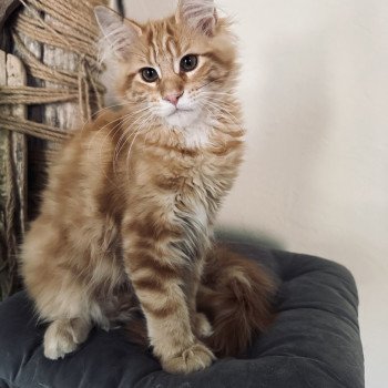 chaton Maine coon Ariel Chatterie Montezuma Bay chaton Maine coon Ariel Chatterie Montezuma Bay