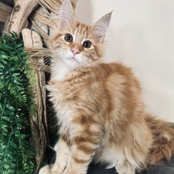 chaton Maine coon Ariel Chatterie Montezuma Bay chaton Maine coon Ariel Chatterie Montezuma Bay