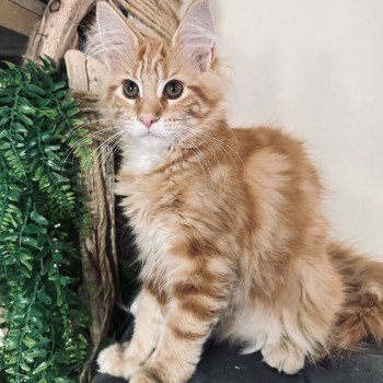 chaton Maine coon Ariel Chatterie Montezuma Bay chaton Maine coon Ariel Chatterie Montezuma Bay