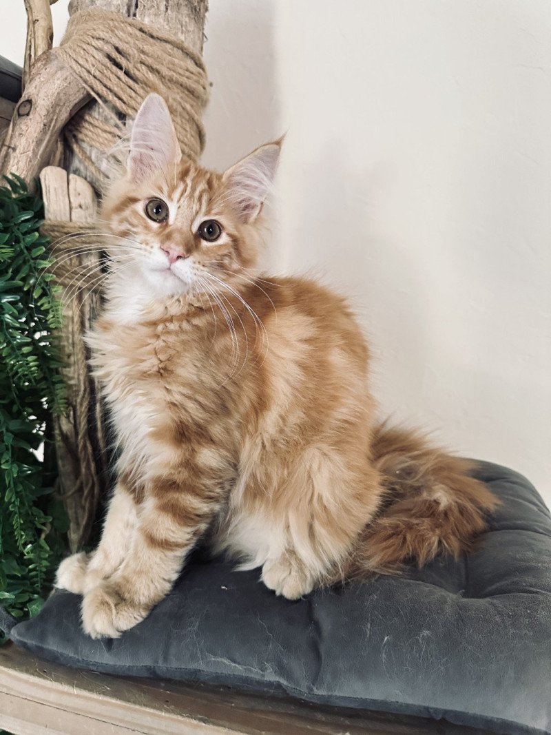 Montezuma Bay's Ariel Femelle Maine coon