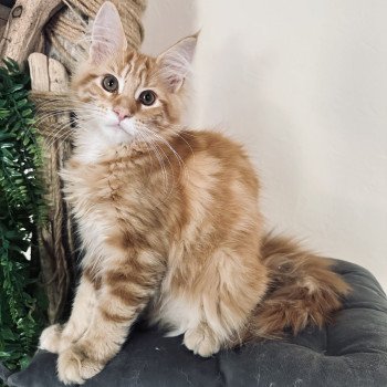 chaton Maine coon Ariel Chatterie Montezuma Bay chaton Maine coon Ariel Chatterie Montezuma Bay